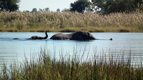 Pom Pom Camp, Okavango Delta, Botswana (©Colin Watts)